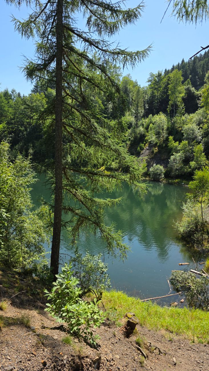 Smaragdgrüner Waldsee im Harz